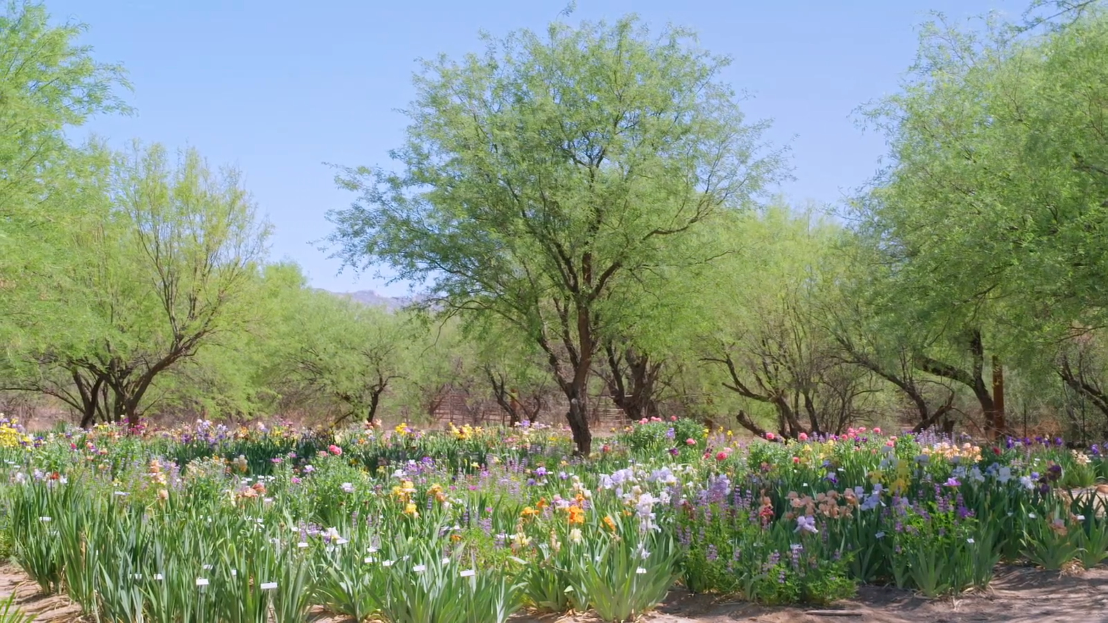 2025's Milestone Anniversaries - Arizona Illustrated